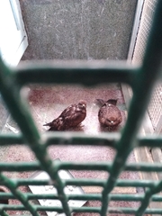 Aves