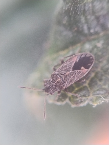 Lygaeosoma anatolicum