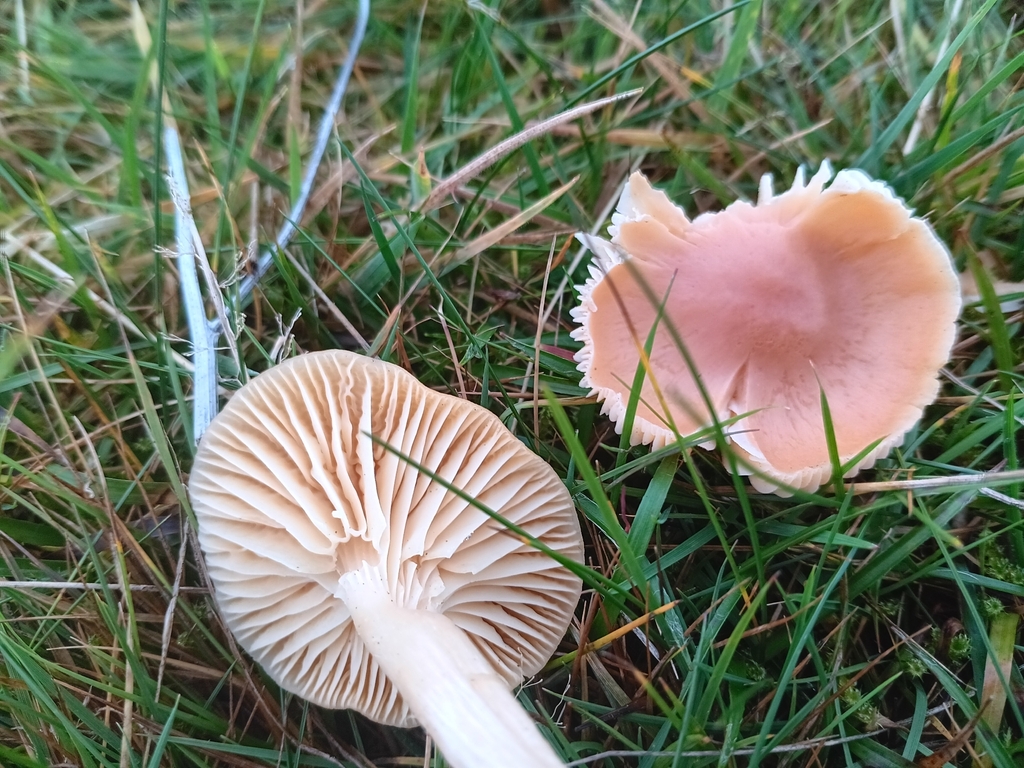 Cuphophyllus pratensis · November 2025 · photo: © considerthelilies (iNaturalist, cc-by)
