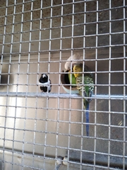 Aves