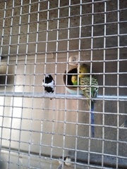 Aves