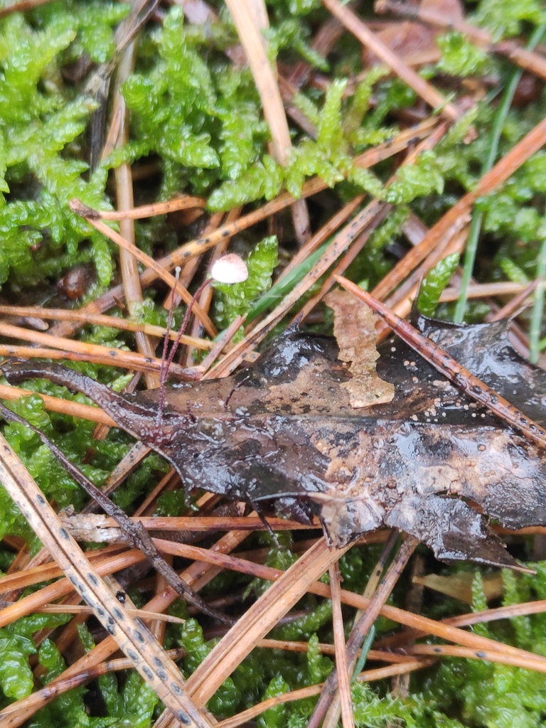 Marasmius hudsonii · November 2025 · photo: © tomhughes97 (iNaturalist, cc-by)