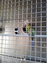 Aves