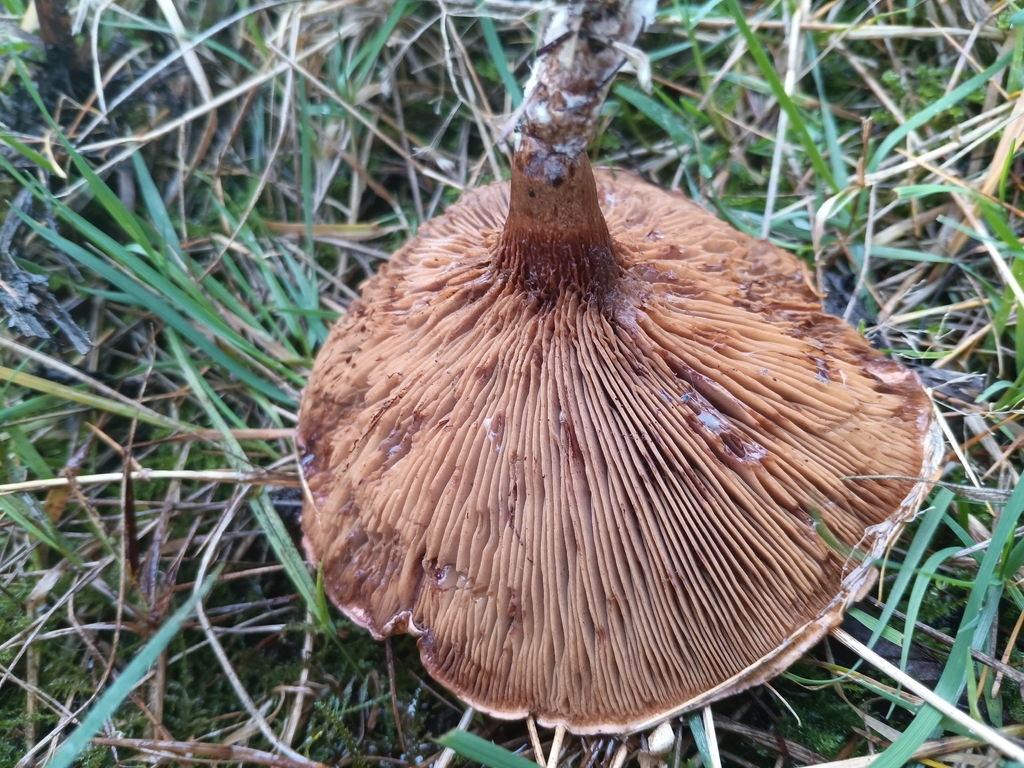 Paxillus involutus · November 2025 · photo: © considerthelilies (iNaturalist, cc-by)