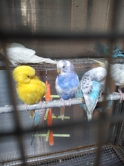 Aves