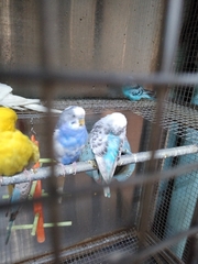 Aves
