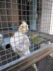 Aves