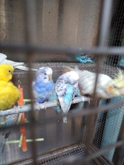 Aves