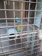 Aves
