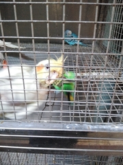 Aves