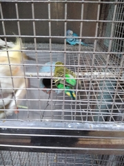 Aves