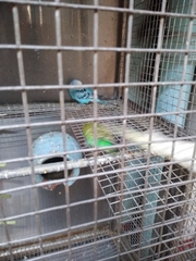Aves