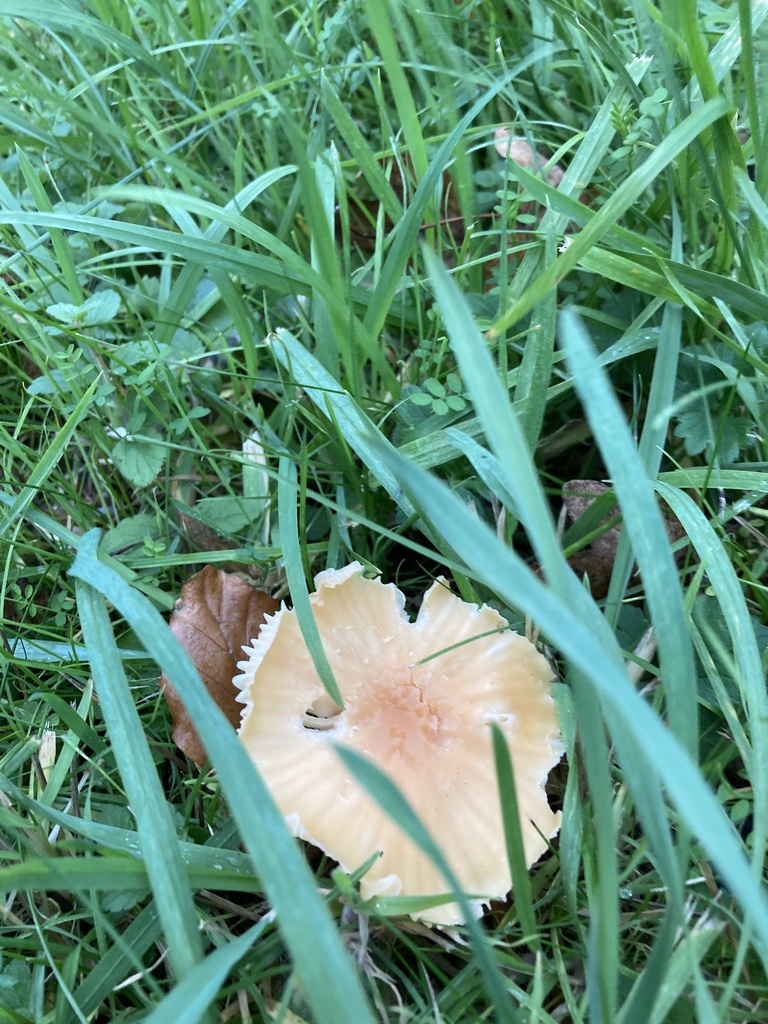 Cuphophyllus pratensis · November 2025 · photo: © spoonbilling (iNaturalist, cc0)