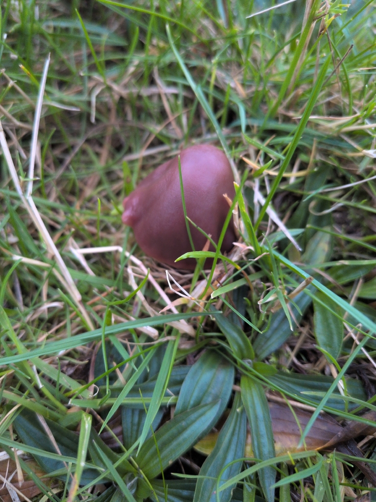 Gliophorus reginae · November 2025 · photo: © saramountpleasantfarm (iNaturalist, cc0)