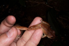 Craugastor crassidigitus