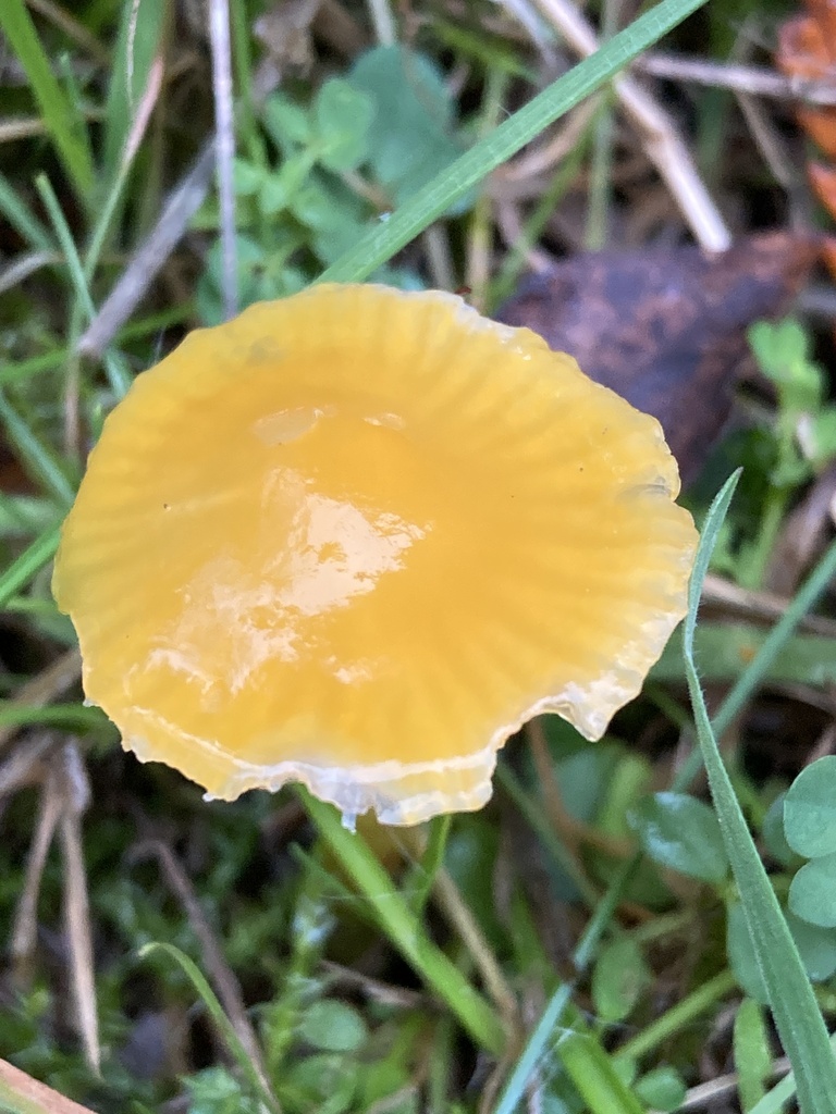 Gliophorus psittacinus · November 2025 · photo: © spoonbilling (iNaturalist, cc0)