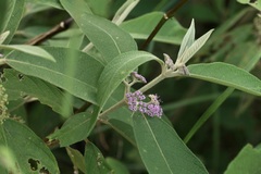 Callicarpa macrophylla, photograph (c) Dr. Alexey Yakovlev, some rights reserved (CC BY)