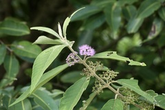 Callicarpa macrophylla, photograph (c) Dr. Alexey Yakovlev, some rights reserved (CC BY)