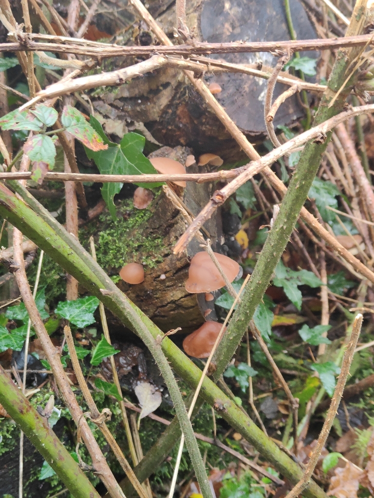Auricularia auricula-judae · November 2025 · photo: © tomhughes97 (iNaturalist, cc-by)