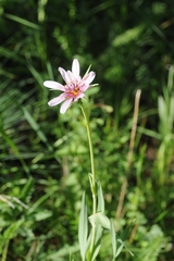 Tragopogon marginifolius