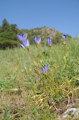 Gentiana olivieri