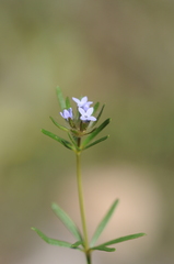 Asperula setosa