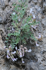 Astragalus abolinii