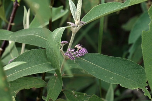 Urn-fruit beauty-berry (Callicarpa macrophylla)