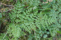 Ferula samarkandica