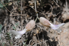 Astragalus abolinii