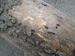 Mesites pallidipennis