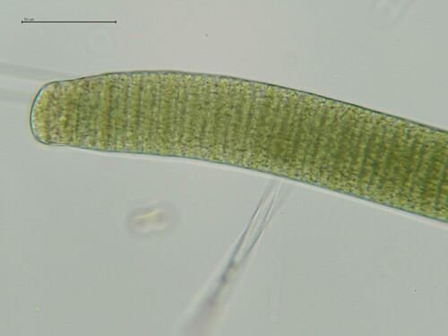 Oscillatoria princeps observed 2025-11-09