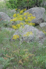 Ferula samarkandica