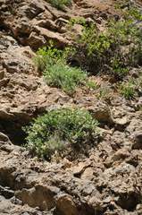Astragalus abolinii