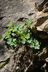 Aquilegia tianschanica