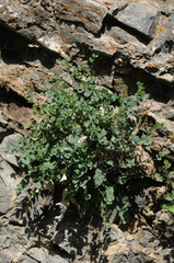 Astragalus abolinii
