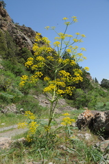 Ferula samarkandica