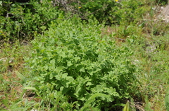 Lophanthus schrenkii