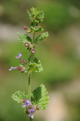 Lophanthus schrenkii