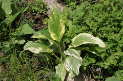Solenanthus circinnatus