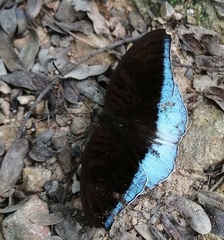 Tanaecia