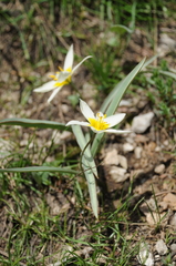 Tulipa turkestanica