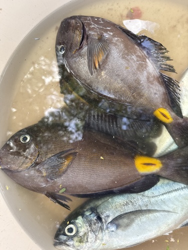 Acanthurus monroviae