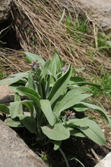 Solenanthus karateginus