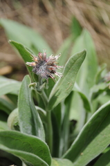 Solenanthus karateginus