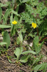 Ranunculus paucidentatus