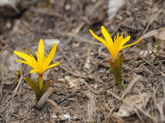 Colchicum luteum