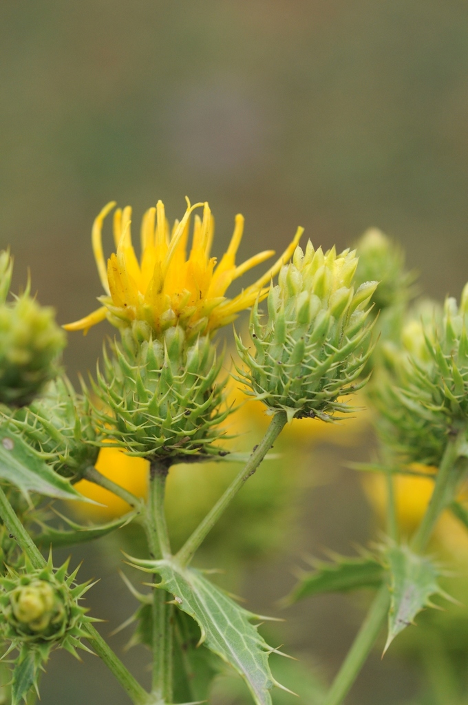Arctium horrescens