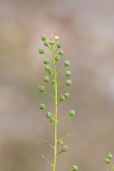 Neslia paniculata thracica