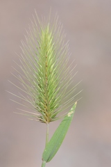 Hordeum geniculatum